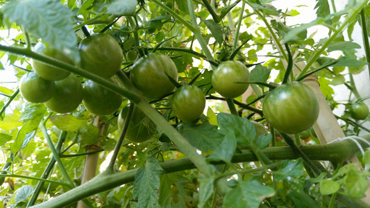 #4 Stop à la discrimination alimentaire : la Tomate Verte