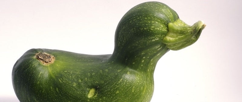 Courgette canard